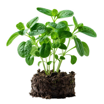 Fototapeta Fresh green herb plant growing in soil, isolated on black background. Perfect for gardening, food, or nature themed projects.