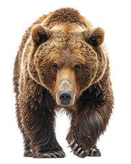 Fototapeta premium A large brown bear stands facing the camera with a serious expression. Its fur is thick and shaggy, and its claws are visible.