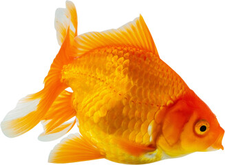 Oranda goldfish isolated on white background close up