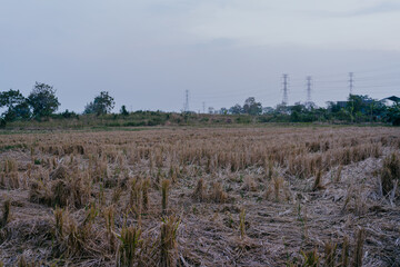 Rice straw in the fields after harvest