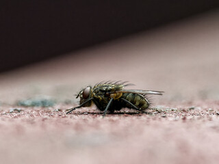 Fly 