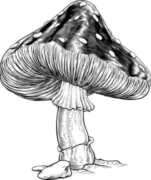 Mushroom Toadstool Fly Agaric Amanita Muscaria