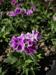 beautiful parrot flower