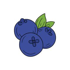 Hand drawn blueberry doodle on white background.