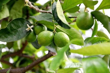 Citrons verts suspendus &agrave; la branche