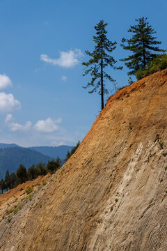 pine tree in the mountains