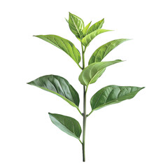 Fototapeta premium [Transparent Background PNG]A green plant with many leaves on a white background
