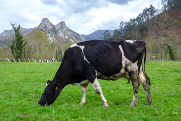 A black and white cow is peacefully grazing on lush green grass in a vast field under the clear...