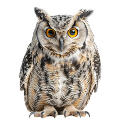 Obraz premium [Transparent Background PNG]A close up of an owl with big yellow eyes