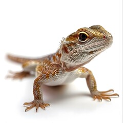 Obraz premium Agama lizard with white background