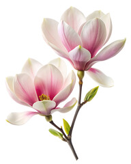 Magnolias on a white background ai generated 