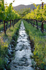 Rustic Vineyard Along Babbling Brook, Harvest time, a stage in the wine-making process, les vendanges, grape harvesting, a seasonal job.