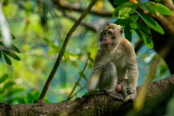a long tailed macaque relaxing on a shady tree, natural bokeh background