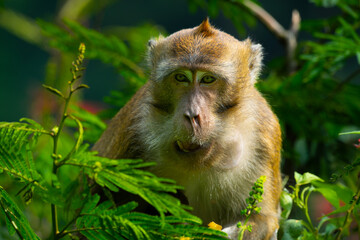Obraz premium a long tailed macaque showing funny expression while hiding in the bushes, natural bokeh background
