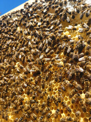 Bees on the honeycomb in the hive