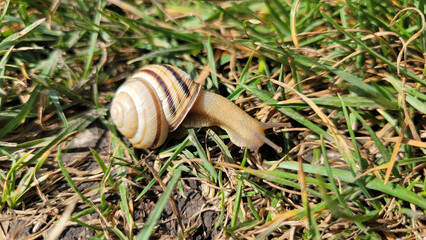 snail on a green grass