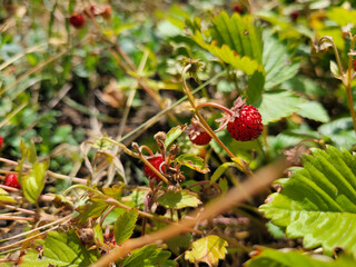 Red berries of ripe wild strawberries in the forest