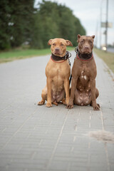 American Pit Bull Terrier plays outdoors.