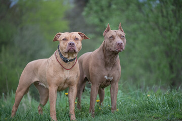 American Pit Bull Terrier plays outdoors.