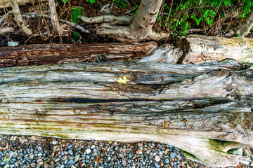 Details Driftwood Log