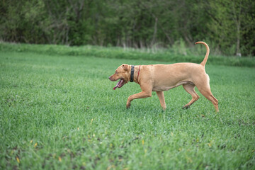 American Pit Bull Terrier plays outdoors.