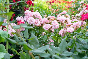 神奈川県横浜市　5月の山下公園の風景(ローズガーデン)