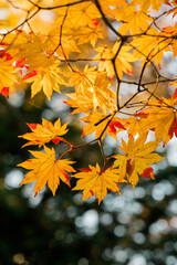 autumn leaves on the ground