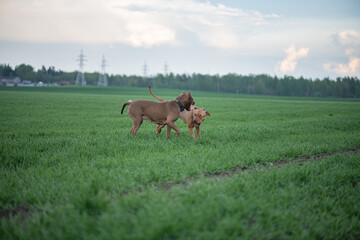 American Pit Bull Terrier plays outdoors.