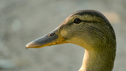 Mallard duck - adults and juveniles in a park pond © Aleksander