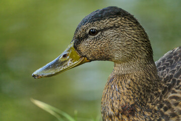 Mallard duck - adults and juveniles in a park pond