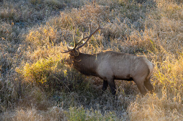 Bull Elk during the Rut in Autumn in Wyoming