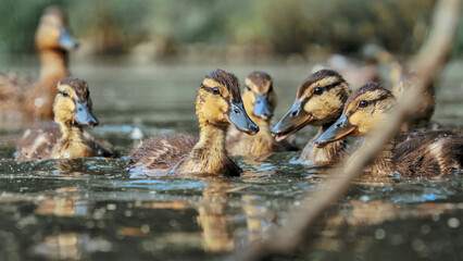 Mallard duck - adults and juveniles in a park pond © Aleksander