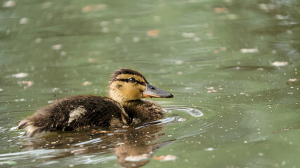 Mallard duck - adults and juveniles in a park pond © Aleksander