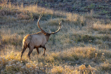 Bull Elk during the Rut in Autumn in Wyoming