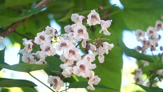 Stock video of beautiful catalpa tree flowers swaying in the wind against crown background with green leaves in the shade. Branches are smoothly shifted in the direction of impact.