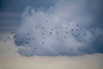 BIRDS IN THE SKY