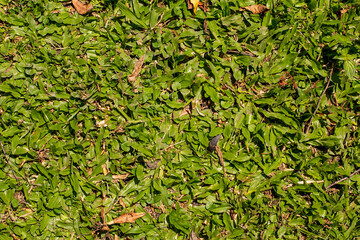 texture of soil with green wild grasses
