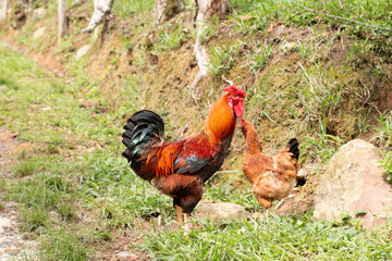 adult red and black rooster in free grazing next to red hen
