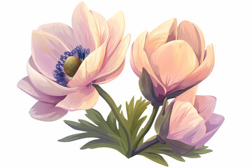 Fototapeta premium Anemone flowers illustration isolated on white background. Gentle colors
