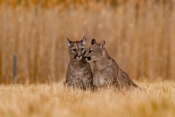 Cougar (Puma concolor), also commonly known as the mountain lion, puma, panther, or catamount. is the greatest of any large wild terrestrial mammal in the western hemisphere.