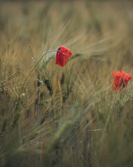Amidst a gentle rain, red poppies stand resilient in a sea of green wheat, their delicate petals adorned with shimmering droplets.