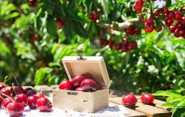 Still life of cherries in wooden box on table in garden