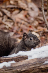 A brown squirrel eating his meal on a tree branch.