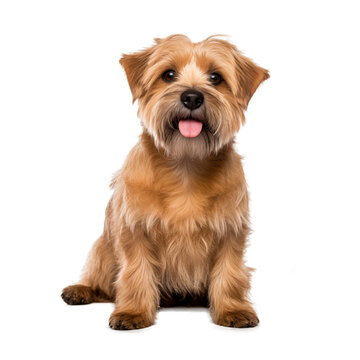Norfolk Terrier I - Statue de chien, buste suspendu ... - Art-Dog