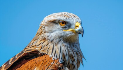 Fototapeta premium Scandinavian Beauty: Red Kite Soaring Against a Blue Sky in Scania, Sweden
