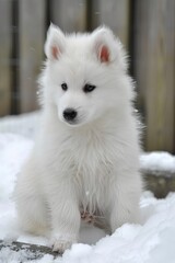 Fototapeta premium Cute samoyed puppy in snowy setting, displaying playful demeanor with a mischievous look