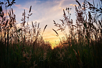 Warm landscape of dry meadow grass at warm golden hour during sunset or sunrise. Calm summer nature background. Dusk. Selective focus