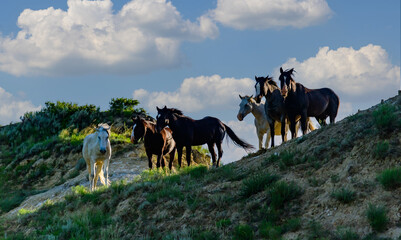 Wild mustang horses on the prairie, Theodore Roosevelt National Park, North Dakota, USA