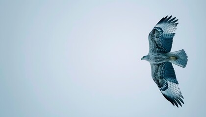 Fototapeta premium Spectacular Sight: Black Eared Kite Soars Over Akashi, Japan on a Clear April Day