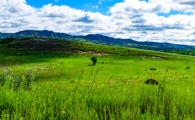 Lone tree on lush green landscape,  Little Missouri State Park